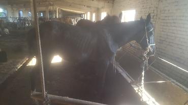 m horse: Продаю | Жеребенок | Рабочий — 2