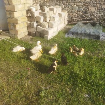 ev quşlarının satışı: 11 ördək satılır