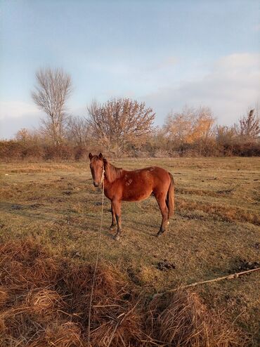 Atlar: Erkək, il: 2, Ünvandan götürmə — 6