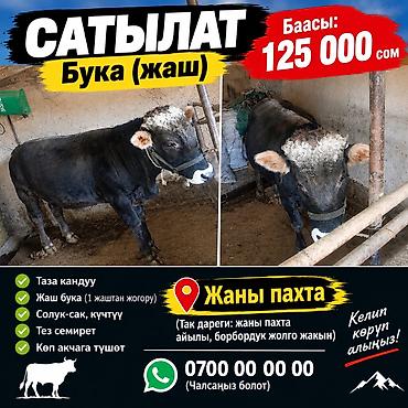 продаю бычка: Продаю | Бык (самец) | На откорм — 1