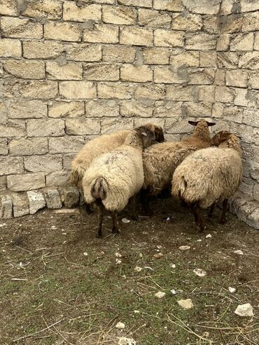 Qoyunlar, qoçlar: Salam tecli satlır sağlam heyvanlardıı qiymət razlşmaq olarr — 3