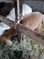 хомяк домашний купить: Продаю | Баран (самец) | Гиссарская, Эдильбаевская | На забой | Кастрированные at lalafo.kg хомяк домашний купить: Продаю | Баран (самец) | Гиссарская, Эдильбаевская | На забой | Кастрированные