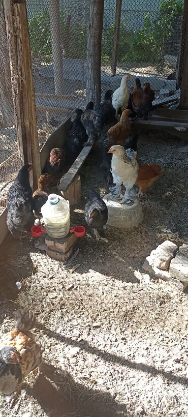 продать цыплят брамы: Продаётся брамы чистокровный 1мецяцев 20 дней