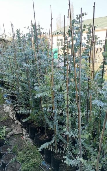 Ağaclar: Bağ bitkiləri – dekorativ ağac və kol sortları - Tulpan Maqnoliya — 3