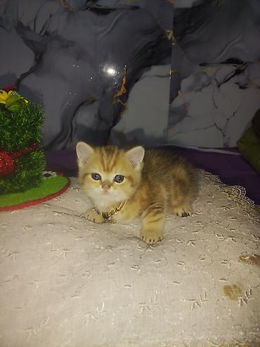 Pişiklər: Britan — 9