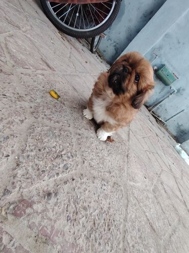 İtlər: Pekines — 12