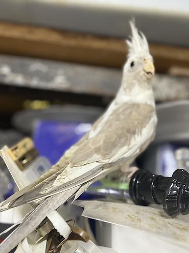 Quşlar: Yanagsız korella (cockatiel) – xüsusi rəng mutasiyası. - Rcəng: açıq — 9