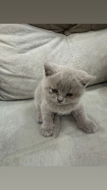 Pişiklər: Britan yastı qulaq, Erkək, Dişi, Yaxşı əllərə, Ünvandan götürmə, Pulsuz çatdırılma, Ödənişli çatdırılma — 90