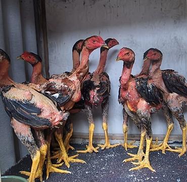 Куры, петухи: Продаю | Петух | Бойцовая | Для разведения — 13