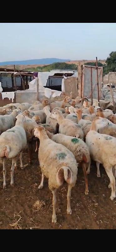 qoyun yanıbala: 🐑 210 baş qoyun, quzu və keçi satılır Ümumi 210 başdır. İçərisində — 1