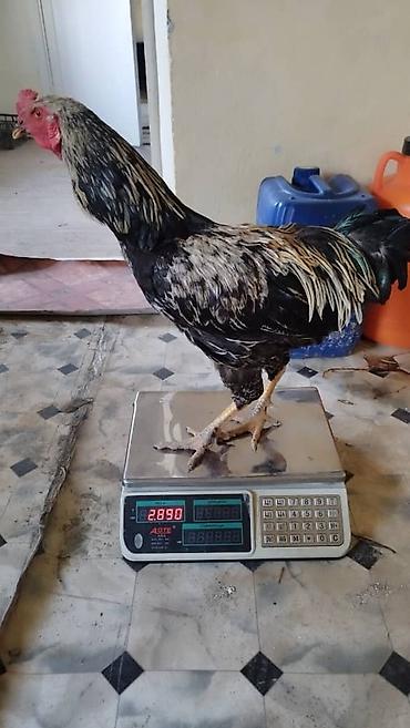 Куры, петухи: Продаю | Куры | Бойцовая | Для разведения — 2