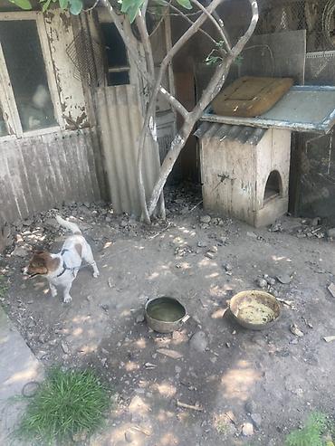 seana kecileri: Kiçik ölçülü it evi – it üçün taxta budka - Material: qalın taxta — 6