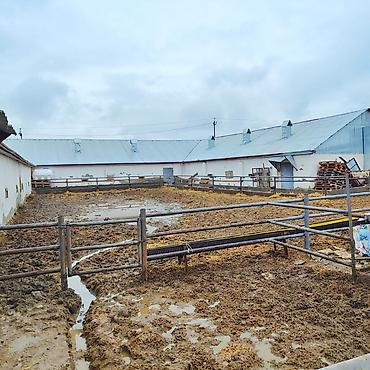 İcarəyə binalar: Ferma və təsərrüfat kompleksi 📍Ünvan : Ağsu rayonu • Sahə : 85 sot • — 11