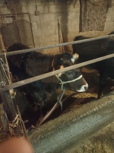 Коровы, быки: Продаю | Музоо, торпок | На откорм | Привязанные — 9