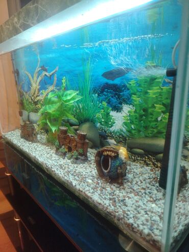 Akvariumlar: Dördbucaq akvarium, Balıqlarla birlikdə, 100 l, Ünvandan götürmə