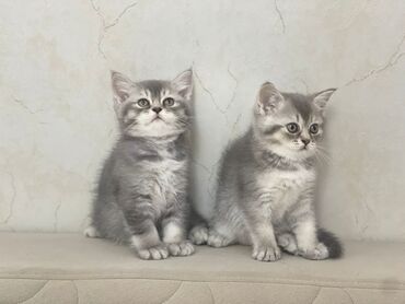 İtlər: Britan, Erkək, Dişi, Yaxşı əllərə, Pulsuz çatdırılma