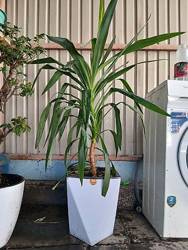 юка маленькая: Юкка (Yucca) в декоративном кашпо - Комнатное дерево с плотными — 1