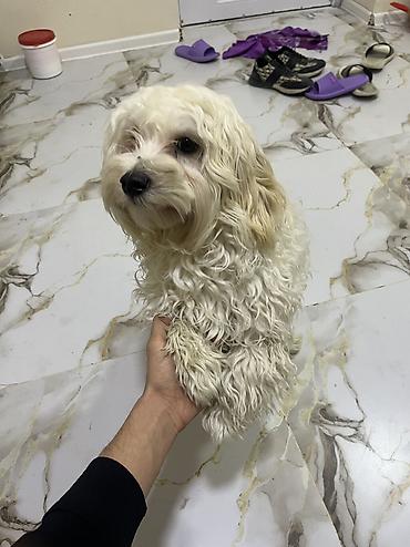 İtlər: Malta bolonka, 9 ay — 7