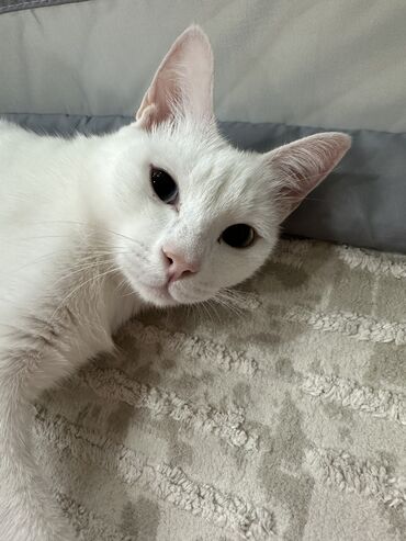 Другие услуги: Кото-гостиница 😼