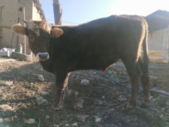 итер: Продаю | Бык (самец) | Швицкая | Для разведения | Привязанные