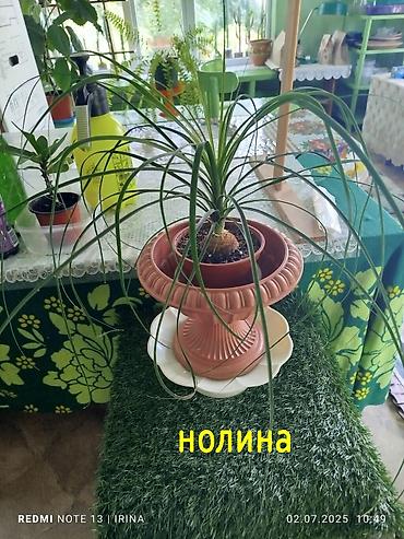 Хойи: Детки сортовой хойи, цены уточнять — 9