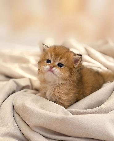 золотая шиншилла цена: 👑 Elite Golden Chinchilla balaları – ağ, qızılı və pələng naxışlı Ev — 3