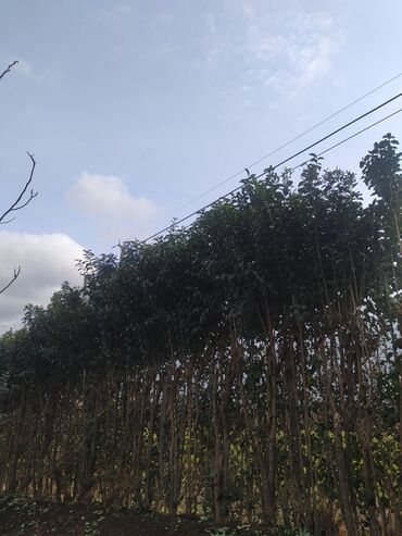 Ağaclar: Yaşıl canlı çəpər – Ligustrum (Privet) kolları - Məhsul — 4