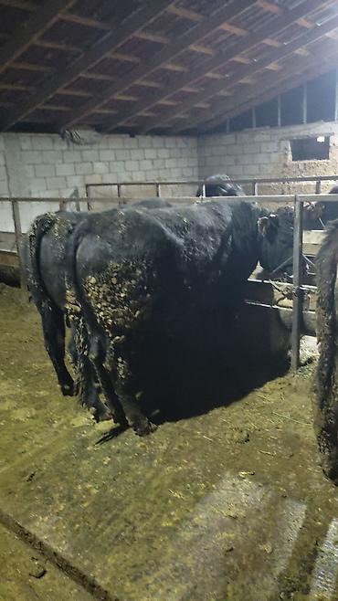 Коровы, быки: Продаю | Бык (самец) | На откорм — 20