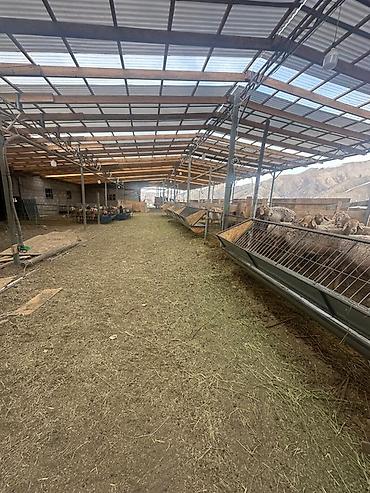 Продажа сельхоз предприятий: Кошара, 30 соток, Действующий, С оборудованием, Скважина, Холодная вода, Электричество — 2