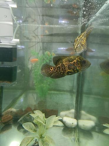 малёк рыбы: Продаю 2 Астронотусов за два 800сом (Oscar, Astronotus ocellatus) — 3