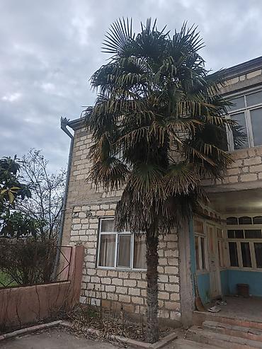 püstə ağacı satılır: Trachycarpus fortunei (Küləkxurma, Çin xurması) – iri dekorativ palma — 3