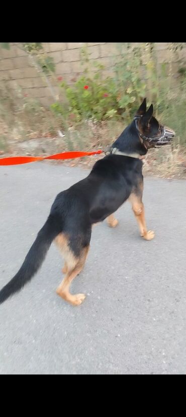 doberman satış: Немецкая овчарка, 3 годa, Самец, Самовывоз