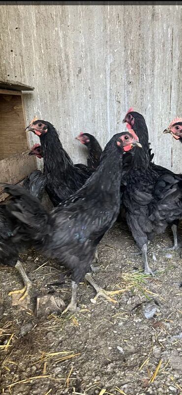 Продаю или меняю молодых цыплят породы Джерси гигант здоровые