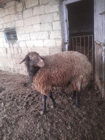 Qoyunlar, qoçlar: Erkək, il: 2, Ətlik — 2