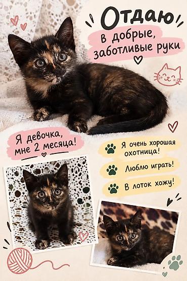 кошка породистые: Отдам котят в хорошие, добрые руки!!! — 4
