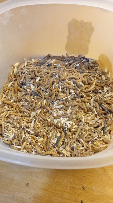 С/х животные и товары: Un qurdları (mealworm) – ev heyvanları və quşlar üçün yüksək zülallı