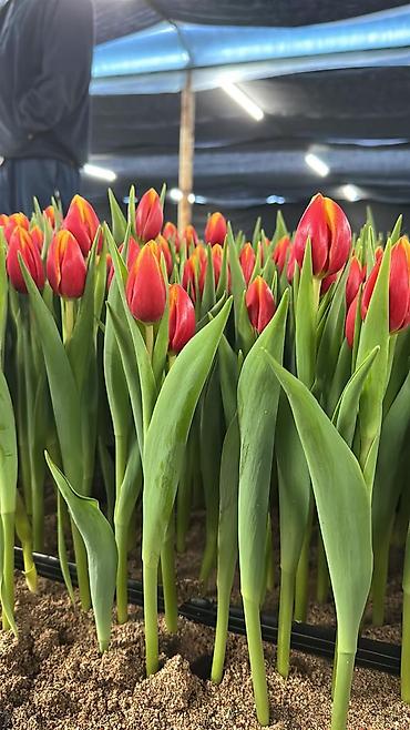 Другие товары для дома: Цветы Голландские Тюльпаны Оптом! Из Голландии получаем — 13