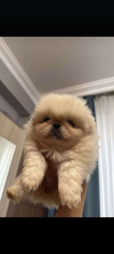 İtlər: Pekines, 2 ay, Erkek, Peyvəndli, Ödənişli çatdırılma