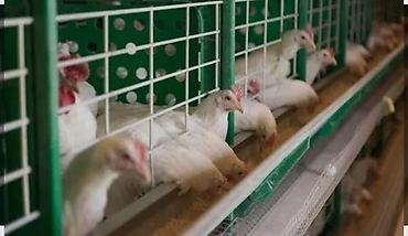 куриный дом: Продаю 2-годовалые куры (1,5-2,5кг живого веса) на забой или же для — 1