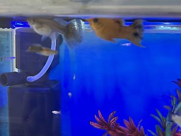 Balıqlar: Sülhsevər, Ödənişli çatdırılma -da lalafo.az — 11 Balıqlar: Sülhsevər, Ödənişli çatdırılma — 11