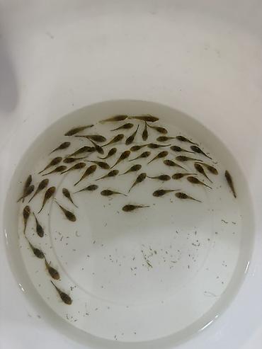 akvariumlar balıqları: Akvaryum üçün kiçik ölçülü “pleko”/sucker-mouth yosun yeyən balıqlar — 6