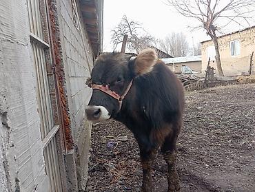 Баран, овца: Продаю | Овца (самка) | На забой — 8