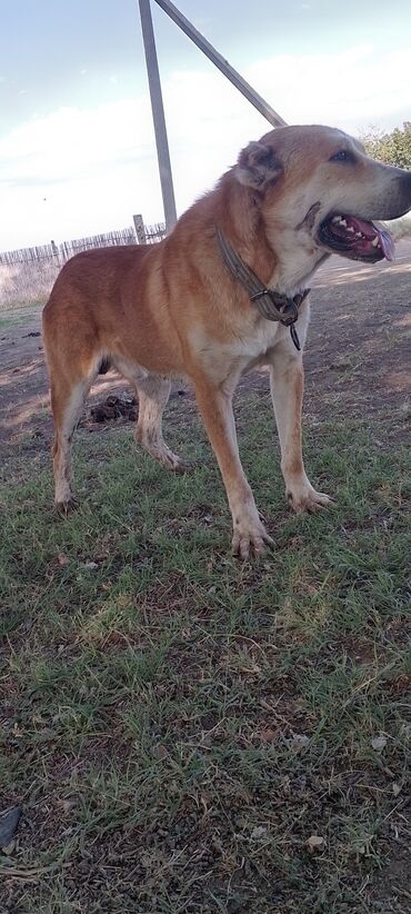 itler doberman: Satılır yaş 2 yaw 3 aylığ yaxşı eləwir isdeyen wexsiye yazsin tam