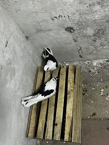 sumqayıt göyərçin: Bir cüt təmiz qara çəp bakı quşları istəyən vpa yazsın — 3