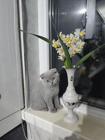 cat ruletka: Britan yastı qulaq, Erkək, Yaxşı əllərə, Ünvandan götürmə, Ödənişli çatdırılma — 1