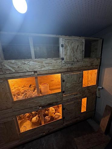 Инкубаторы: Многоярусный брудерный стеллаж для выращивания птицы Цена зависит от — 4