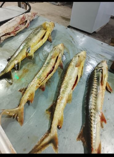 Balıq və dəniz məhsulları: Siyezen deniz baliqi optavoy ve tek tek Bakida istenilen yere — 8