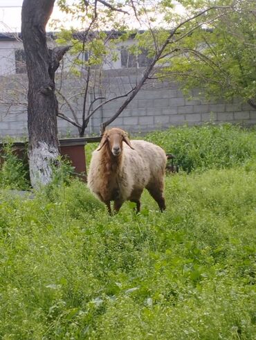 Бараны, овцы: Продаю | Овца (самка) | Арашан | Для разведения | Матка, Ярка
