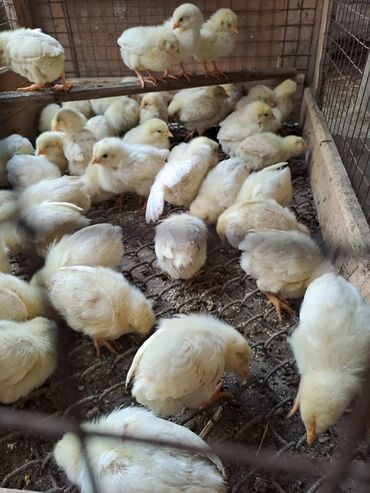 несушка купить: Месячные цыплята несушки,только курочки,провакцинированны.Начинают