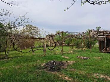 Torpaq sahələrinin satışı: 24 sot, Kənd təsərrüfatı -da lalafo.az — 10 Torpaq sahələrinin satışı: 24 sot, Kənd təsərrüfatı — 10